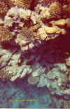 Schnorcheln am Riff - Unterwasserbild