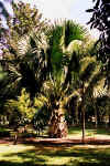 Botan. Garten in Pamplemousse / "100jhrige" Palme