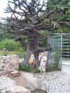 Plohn "Sprechender und sehender" Baum am Eingang
